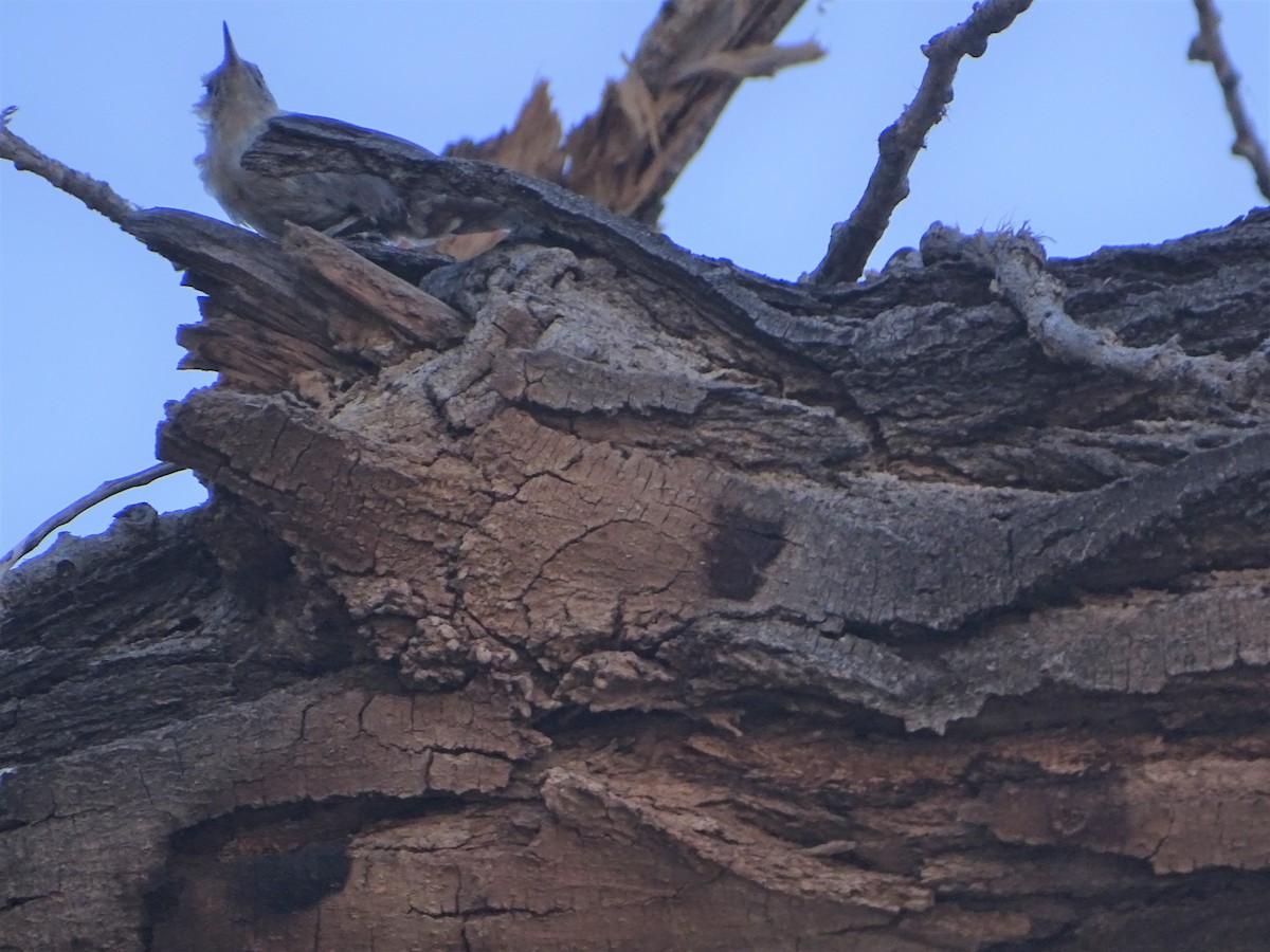 White-breasted Nuthatch - ML590051231