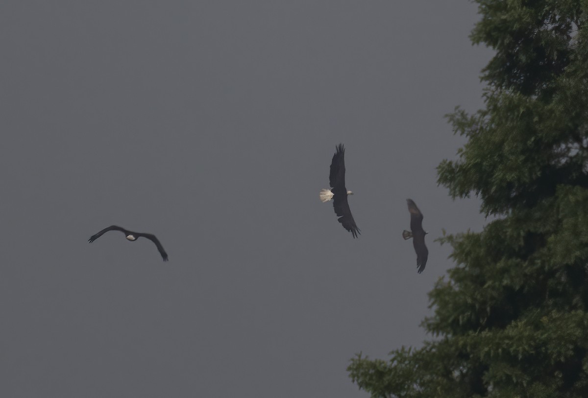 Bald Eagle - ML590051661