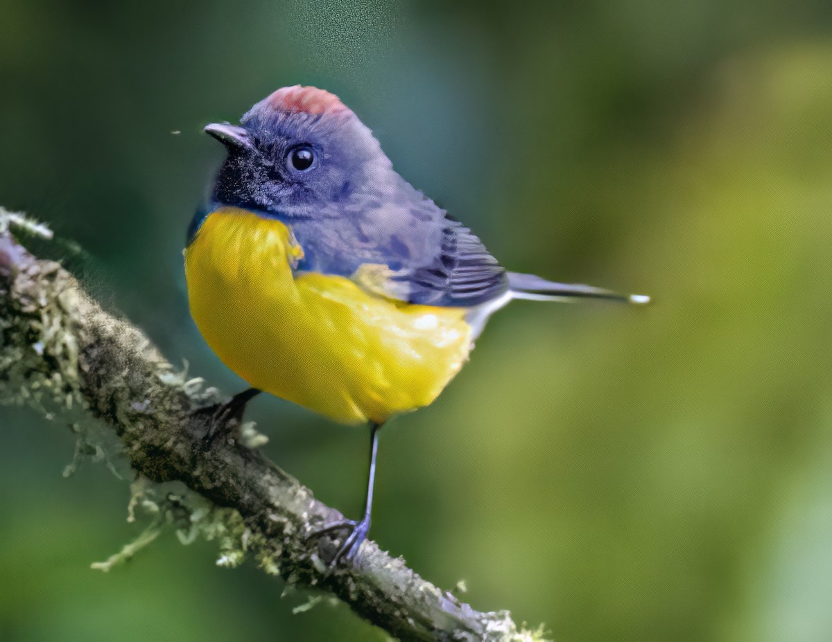 Slate-throated Redstart - Steven Lasley