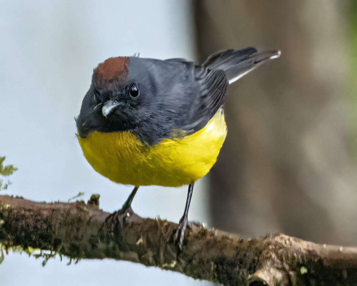 Slate-throated Redstart - ML590051841