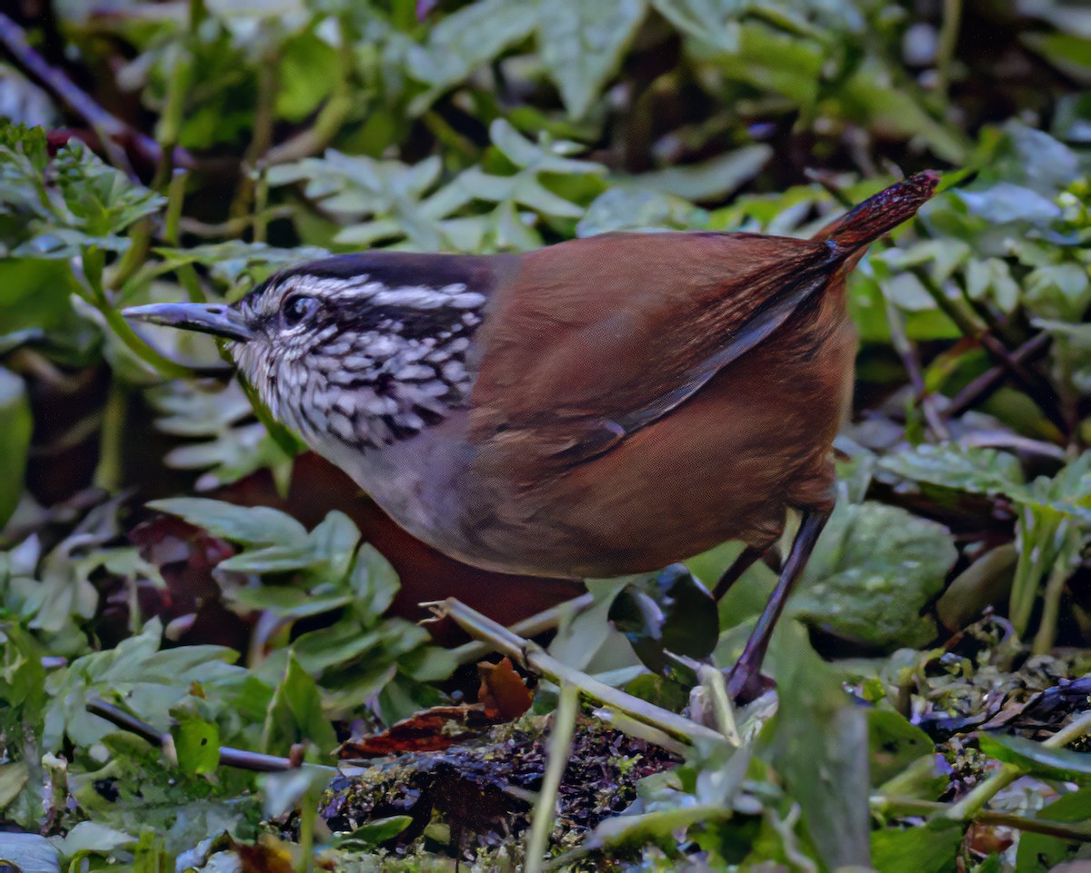 Gray-breasted Wood-Wren - ML590053561