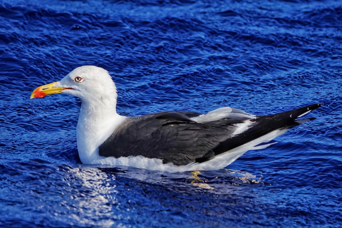Lesser Black-backed Gull - ML590054771