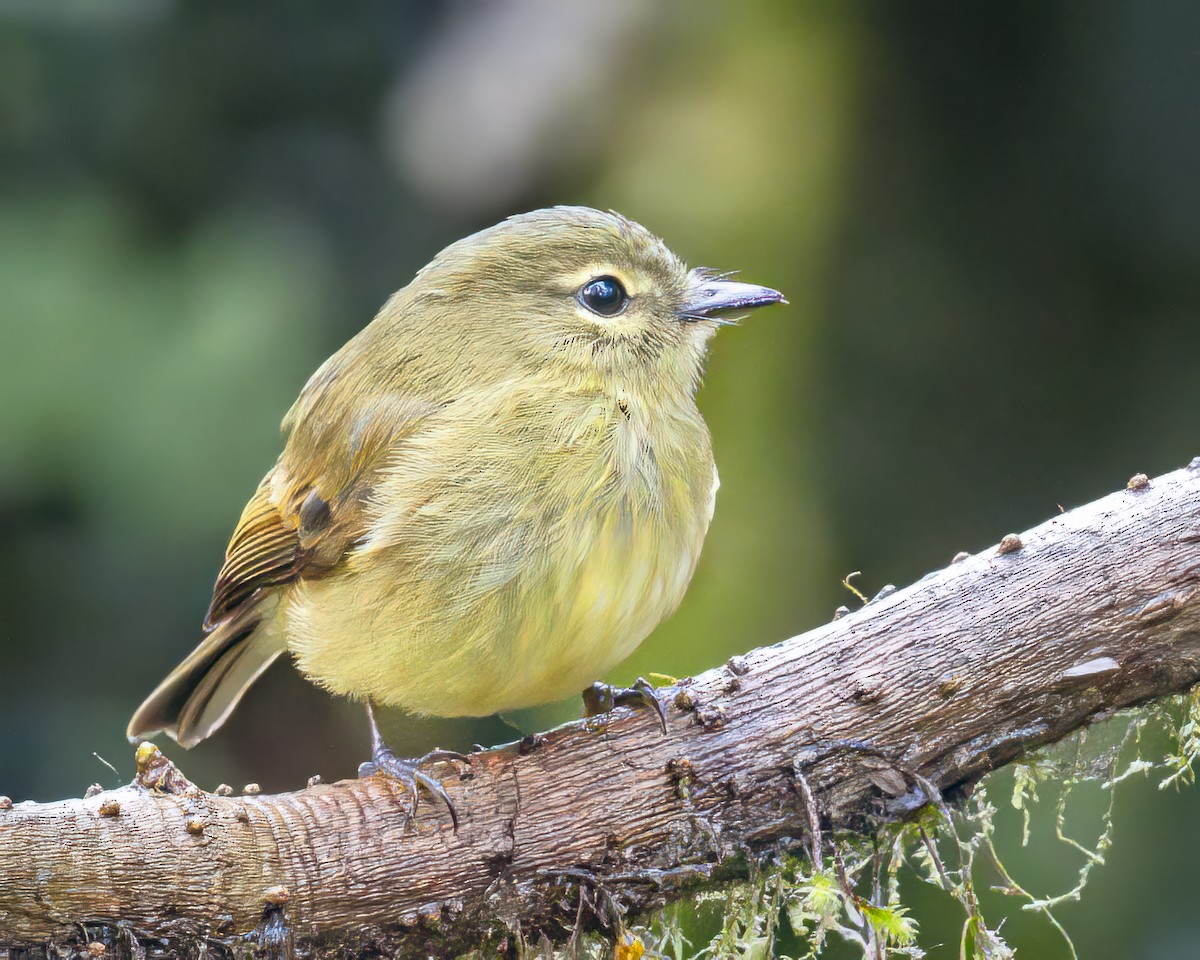 Flavescent Flycatcher - Steven Lasley