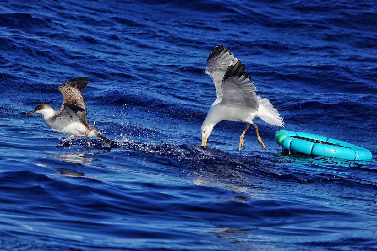 Yellow-legged Gull - ML590055371