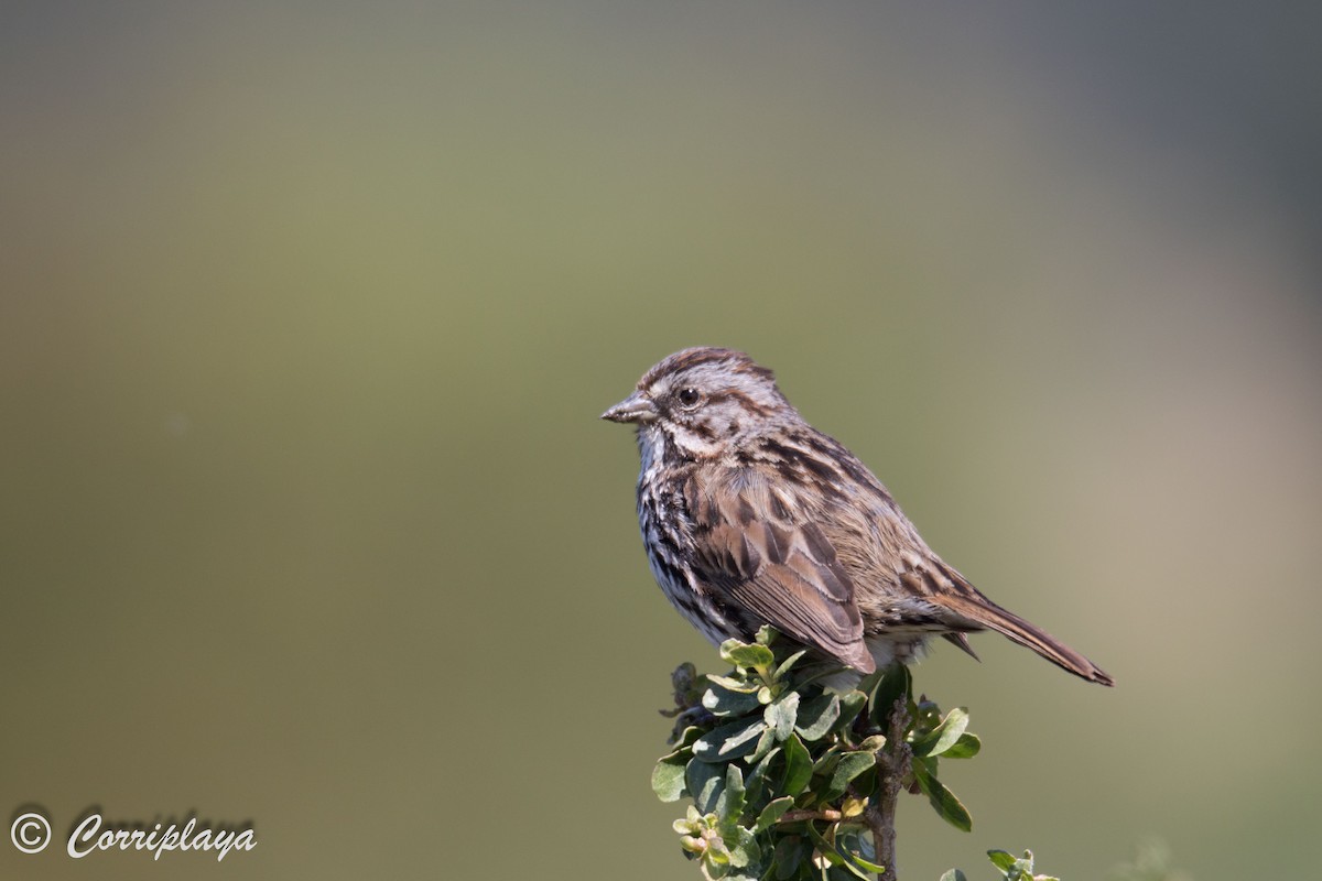 Song Sparrow (samuelsis) - ML590055381