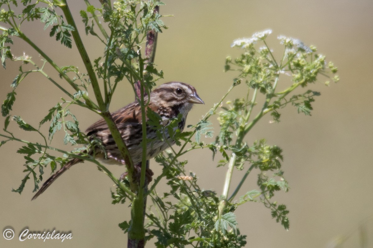 Song Sparrow (samuelsis) - ML590055391