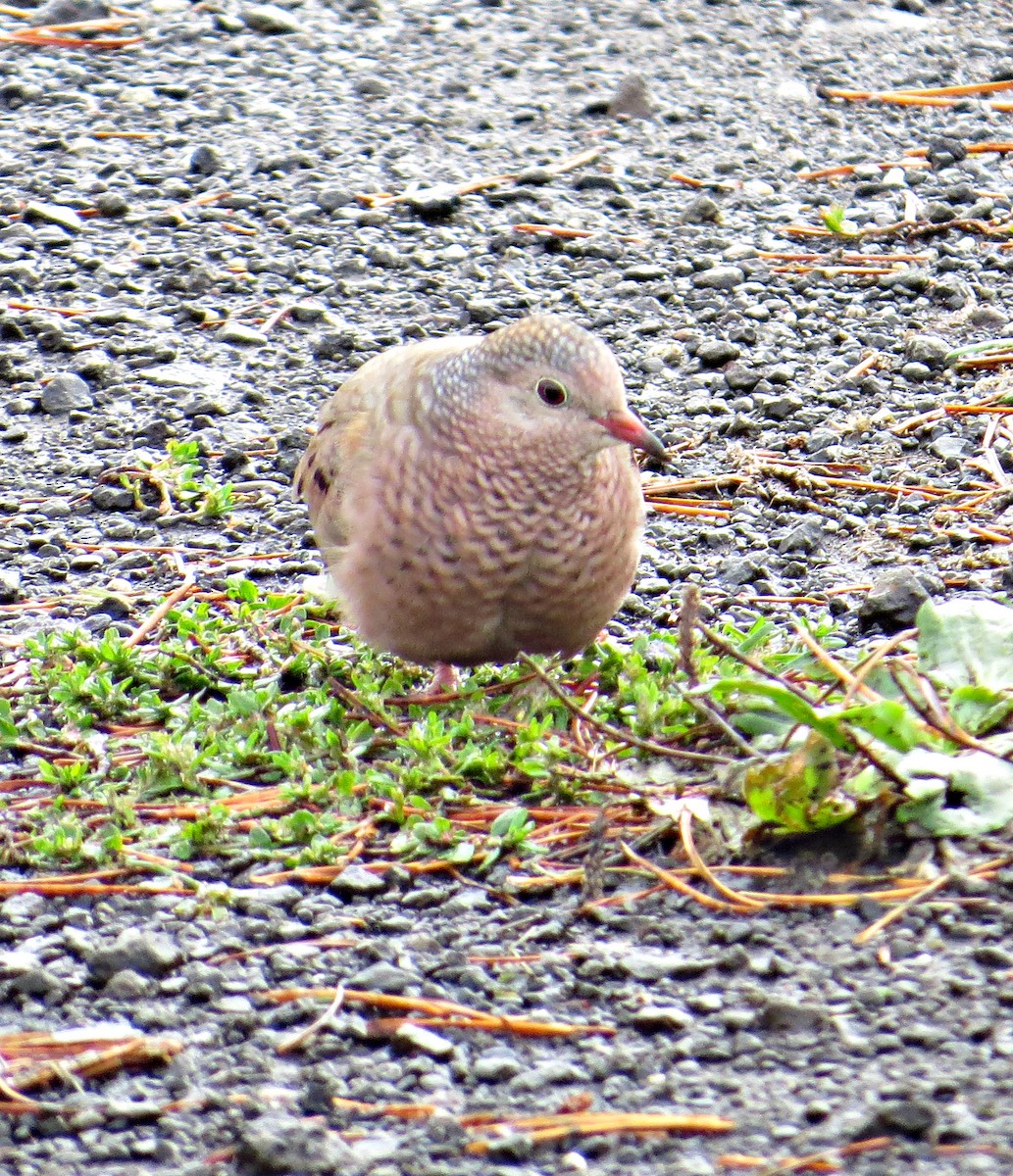 Common Ground Dove - ML590055531