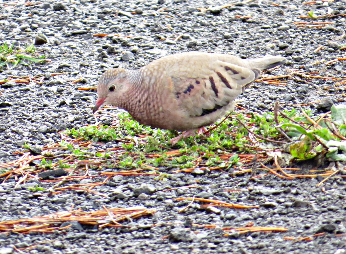 Common Ground Dove - ML590055561