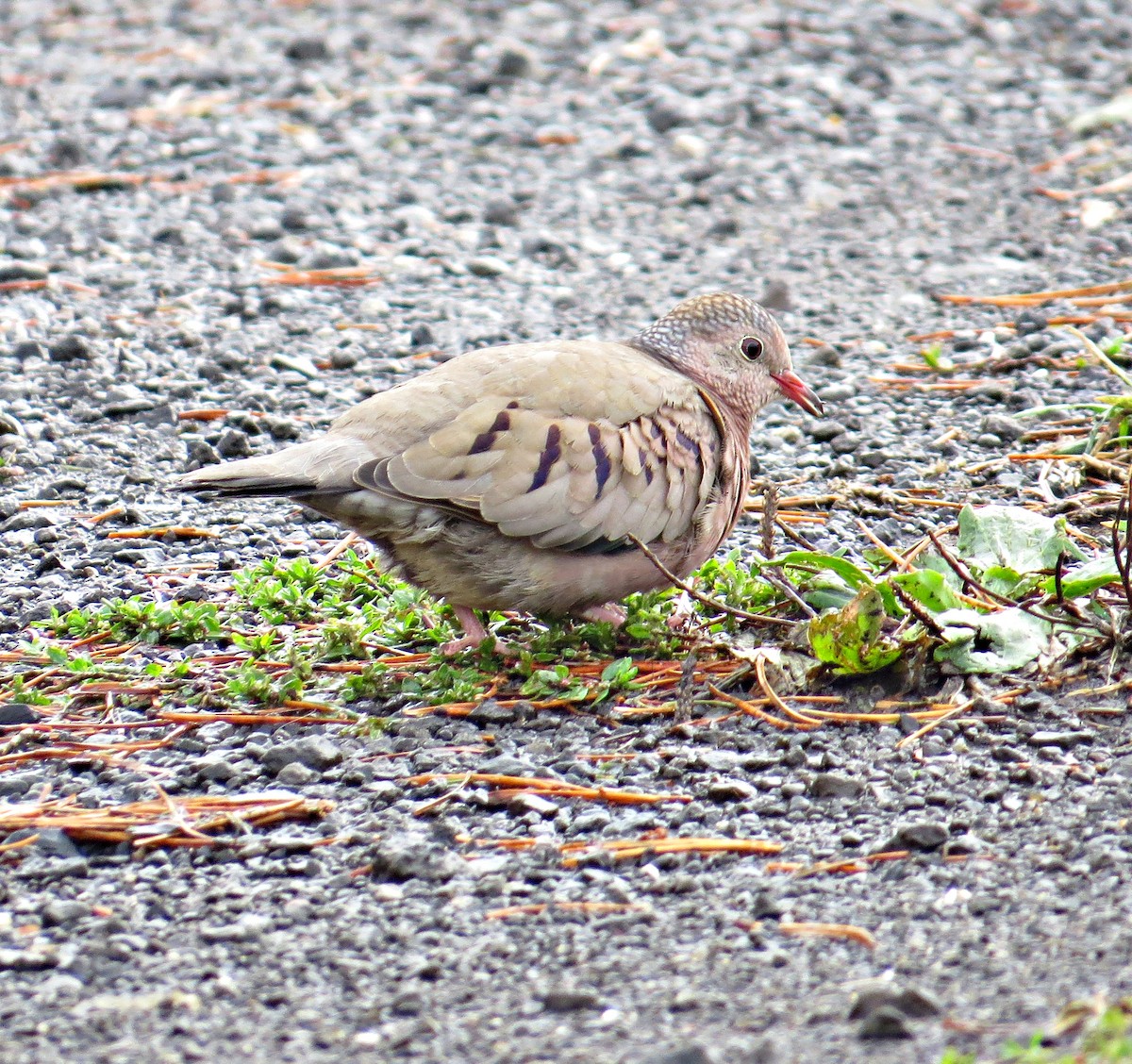 Common Ground Dove - ML590055641