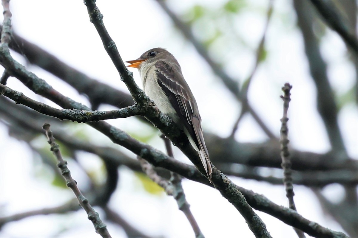 Eastern Wood-Pewee - ML590055741