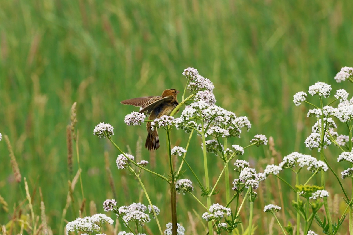 Bobolink - ML590056811