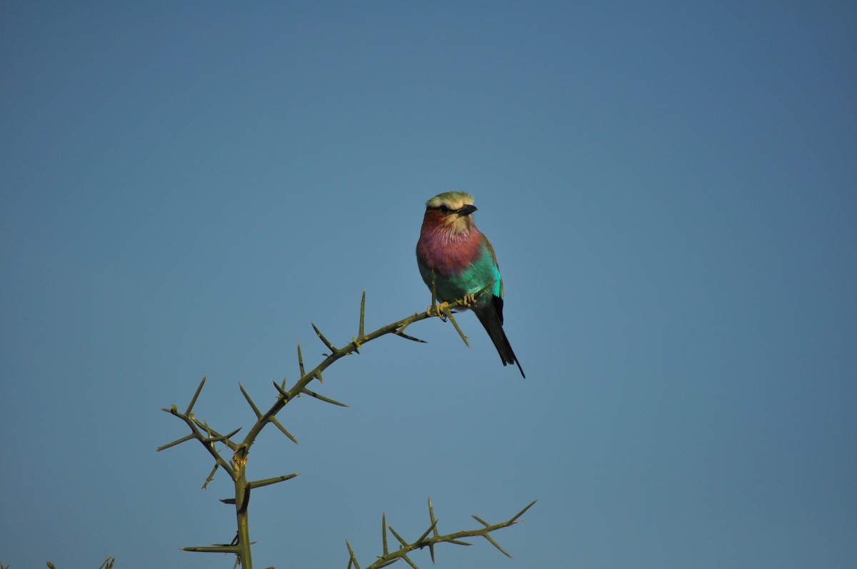 Lilac-breasted Roller - ML590058141