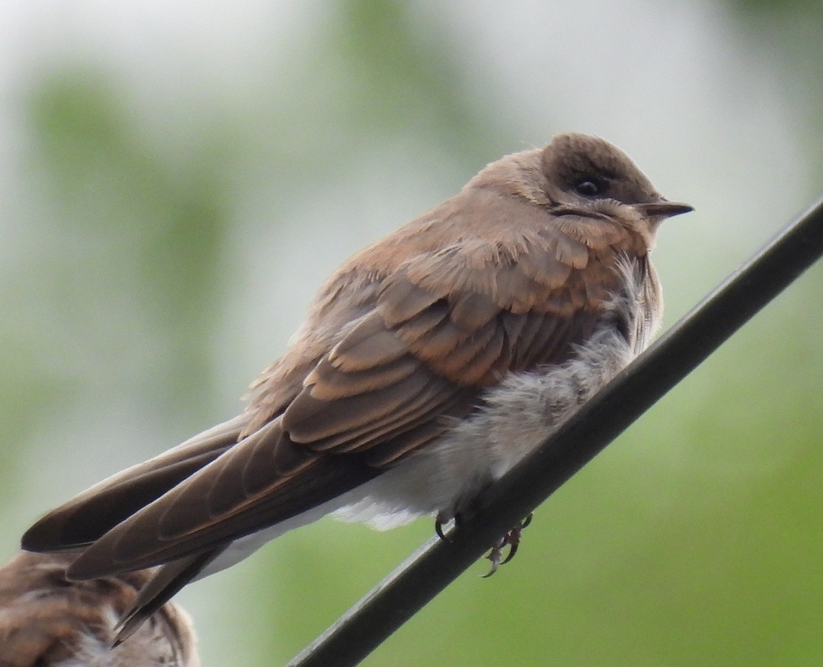 Northern Rough-winged Swallow - ML590059271