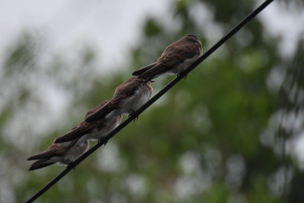 Northern Rough-winged Swallow - ML590059281