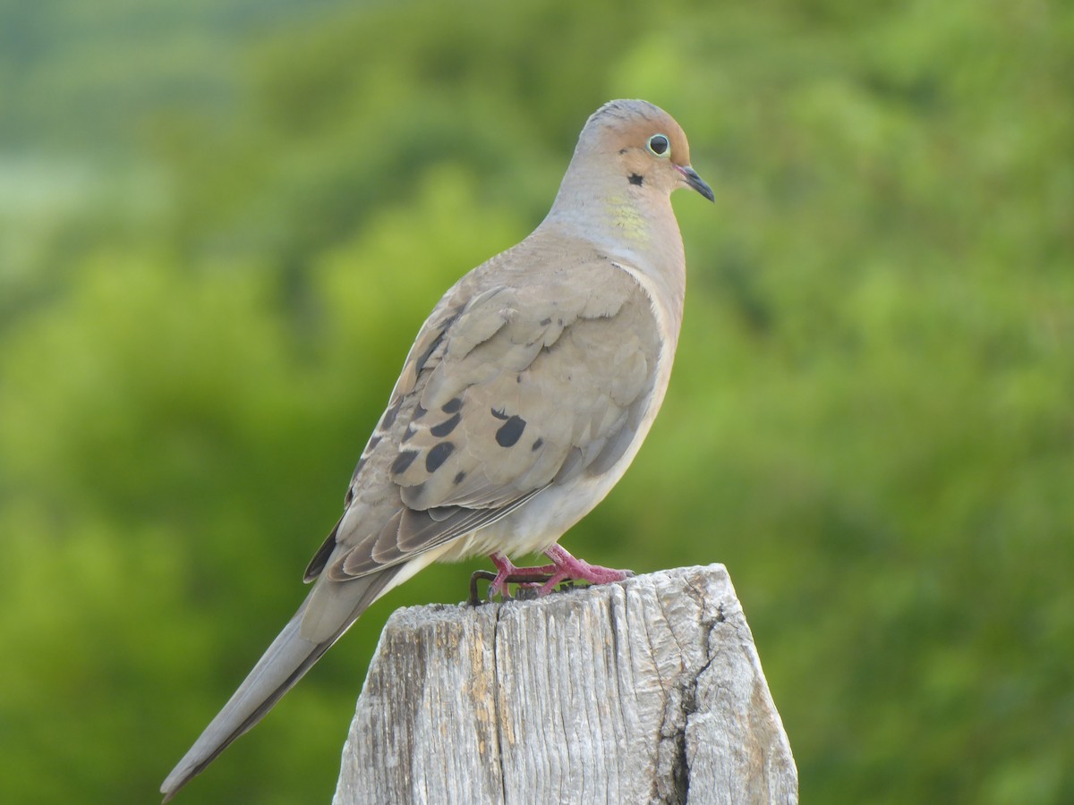 Mourning Dove - Catherine Best