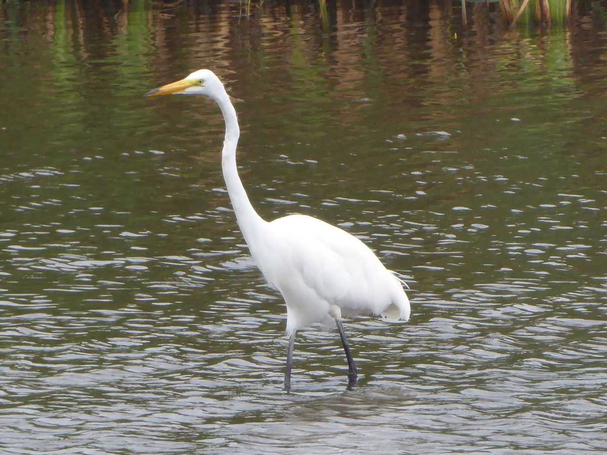 Great Egret - ML590059611