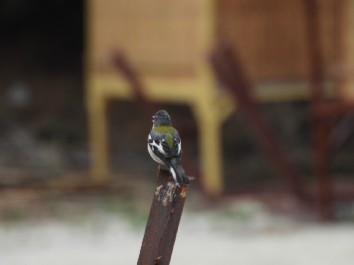 African Chaffinch (Tunisian) - ML590059671