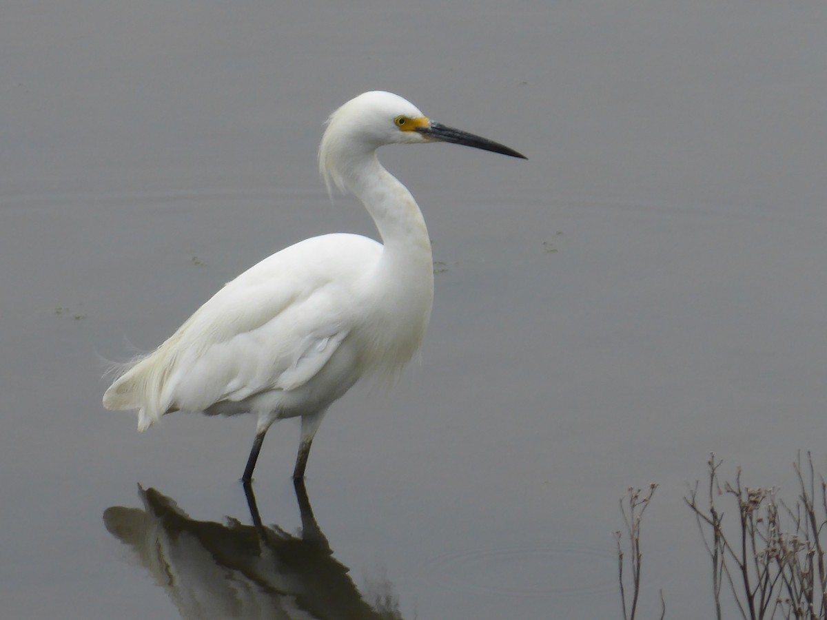 Snowy Egret - ML590059701