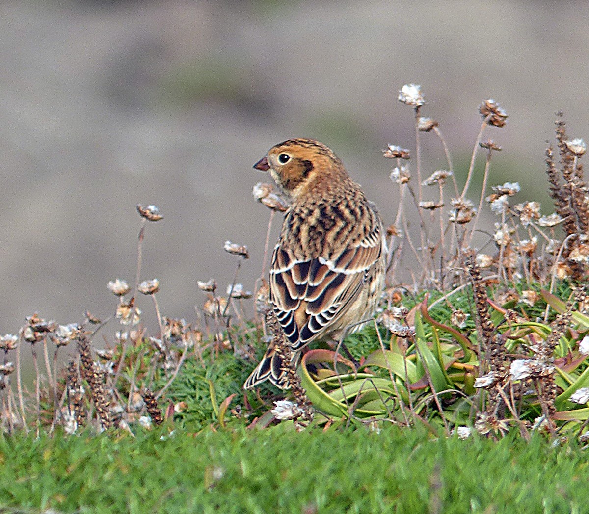 Lapland Longspur - ML590060141