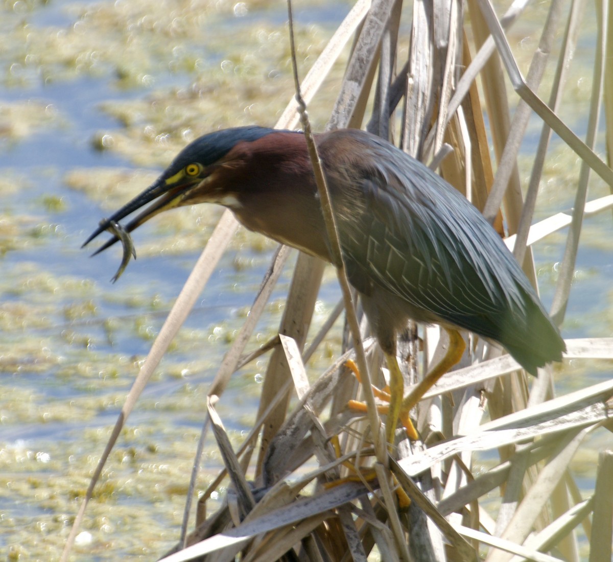 Green Heron - ML590060181