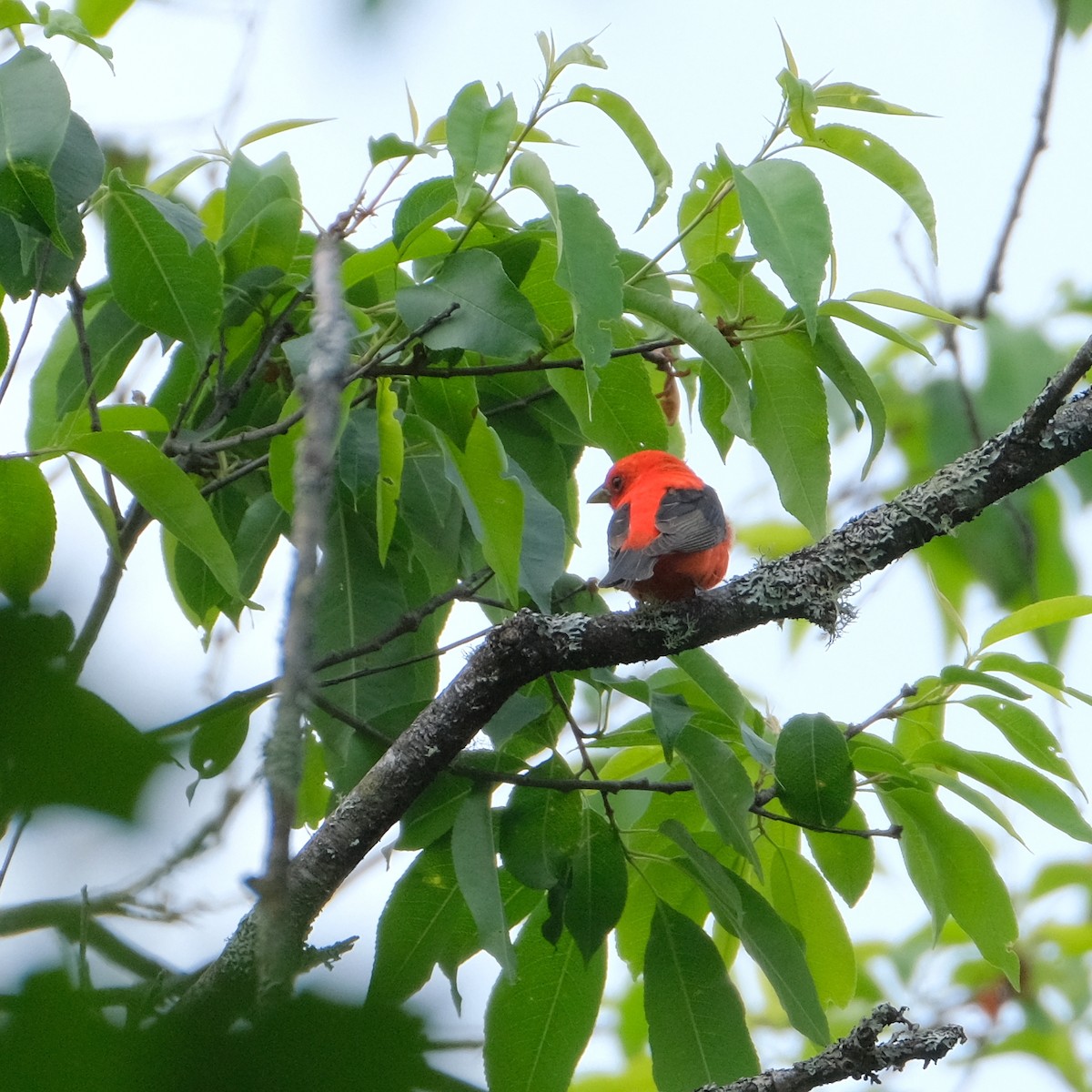 Scarlet Tanager - ML590061301