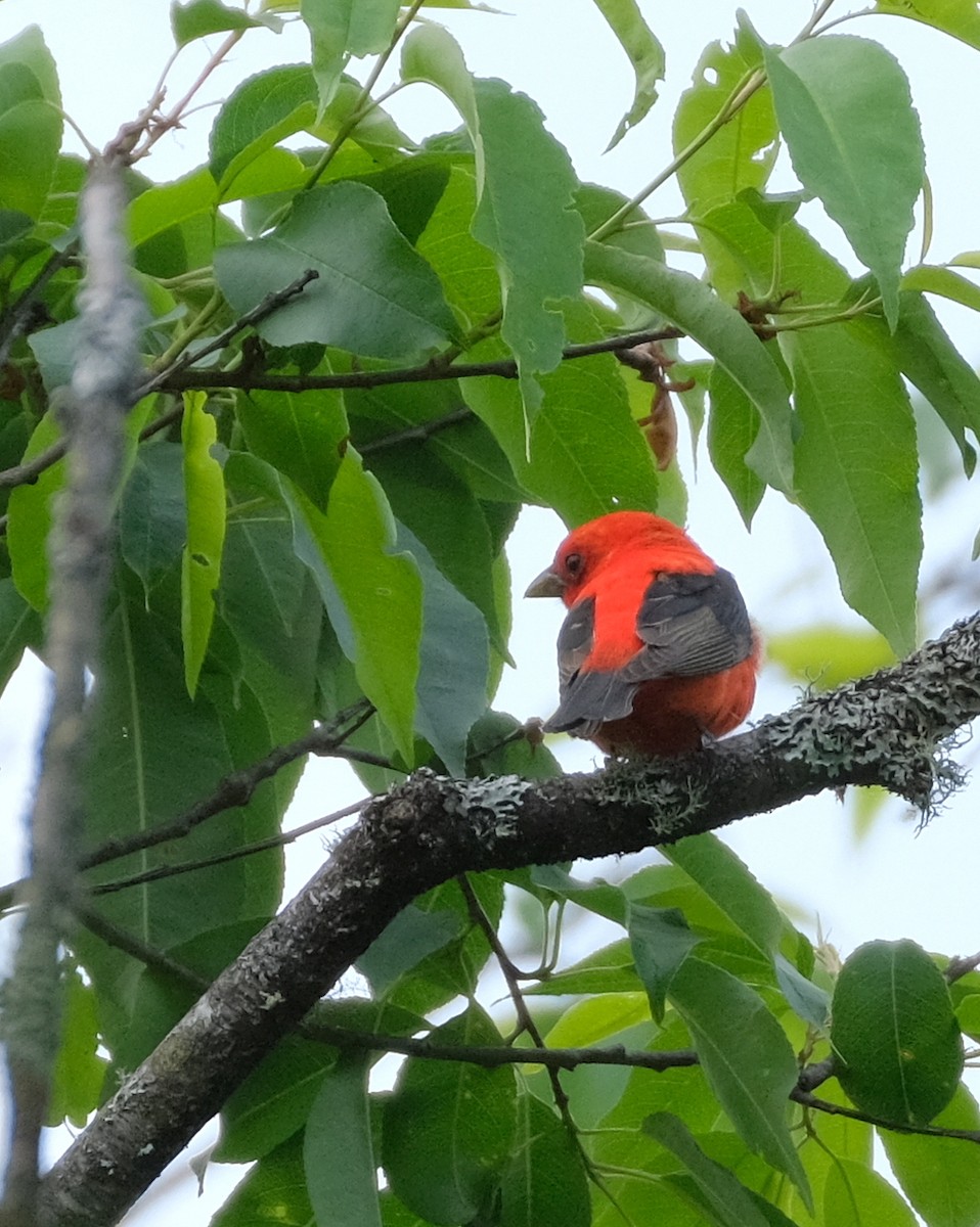 Scarlet Tanager - ML590061311