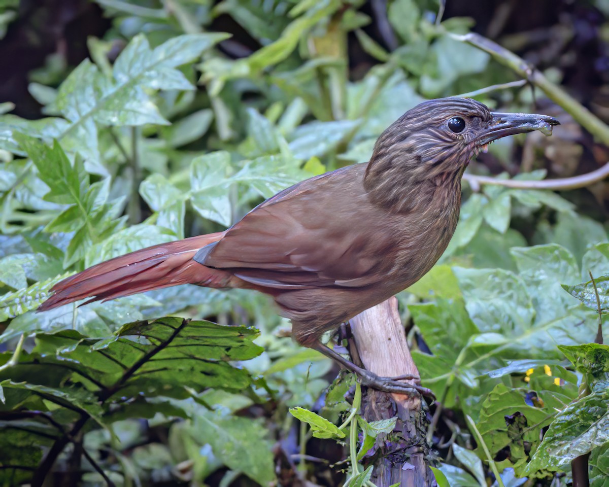 Streak-capped Treehunter - ML590061661