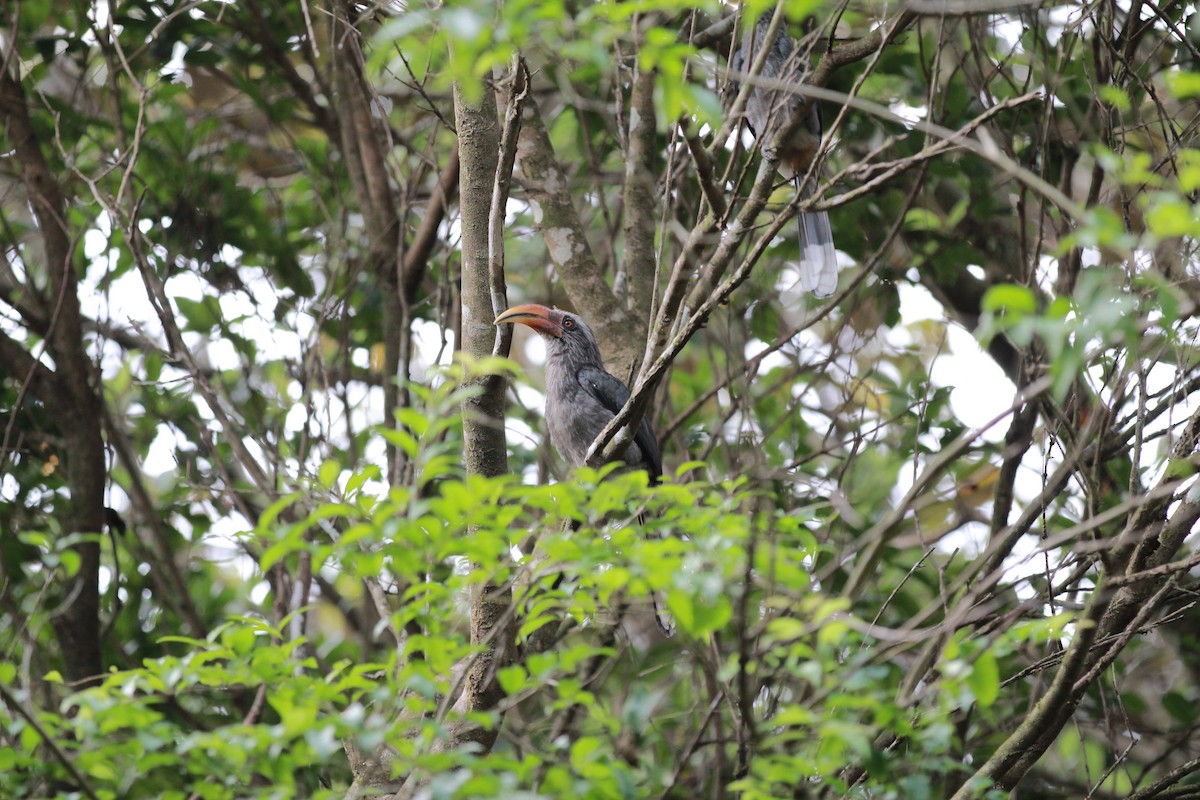 Malabar Gray Hornbill - ML590062191