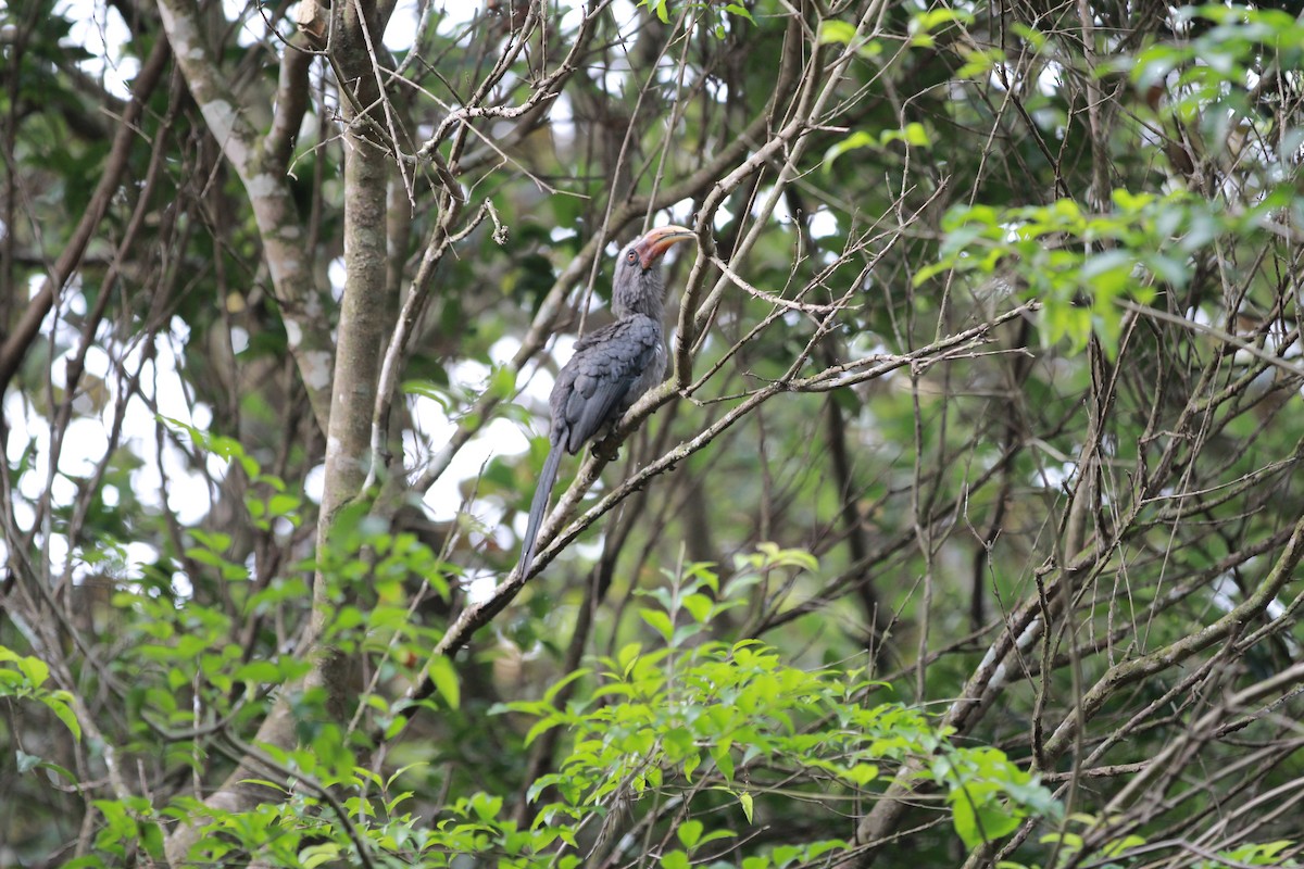Malabar Gray Hornbill - ML590062201