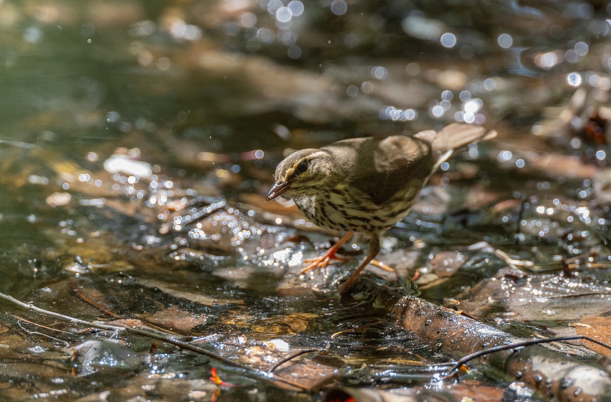 Northern Waterthrush - ML590063591