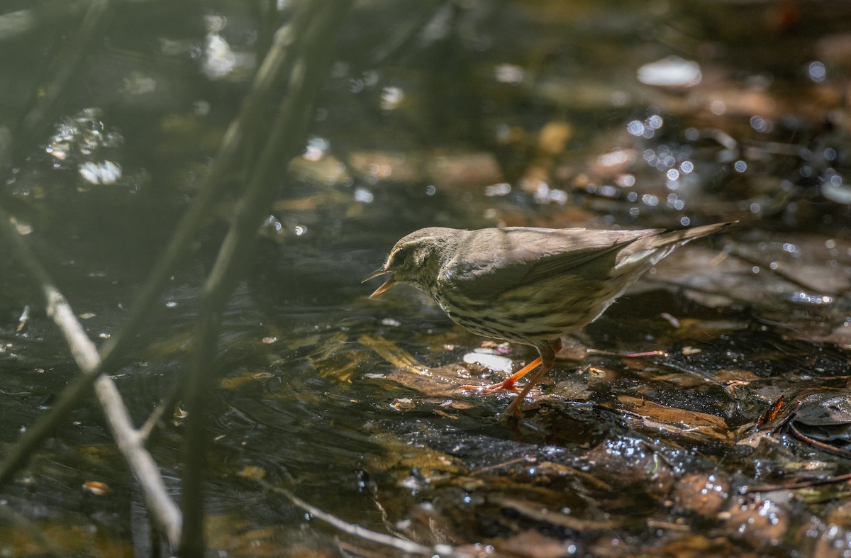 Northern Waterthrush - ML590063611