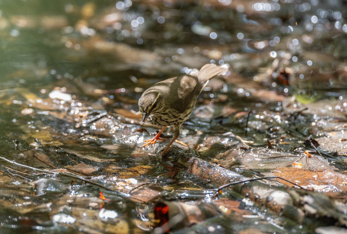 Northern Waterthrush - ML590063641