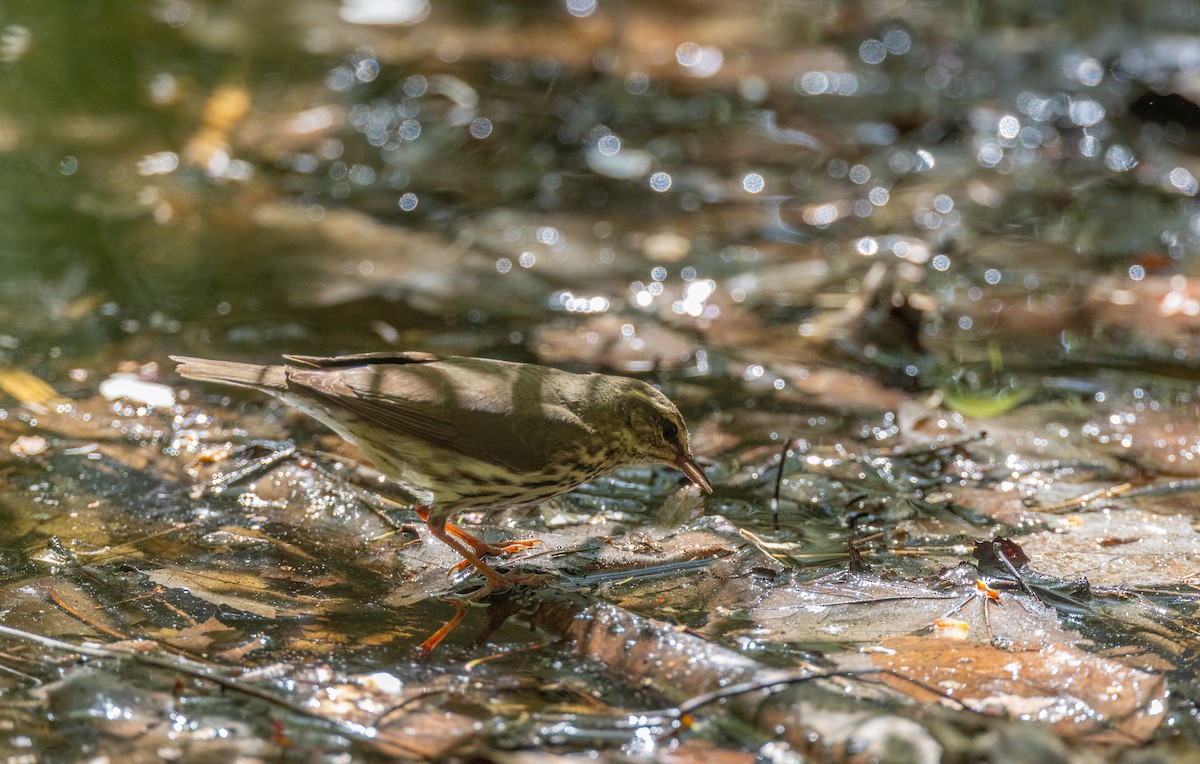 Northern Waterthrush - ML590063661