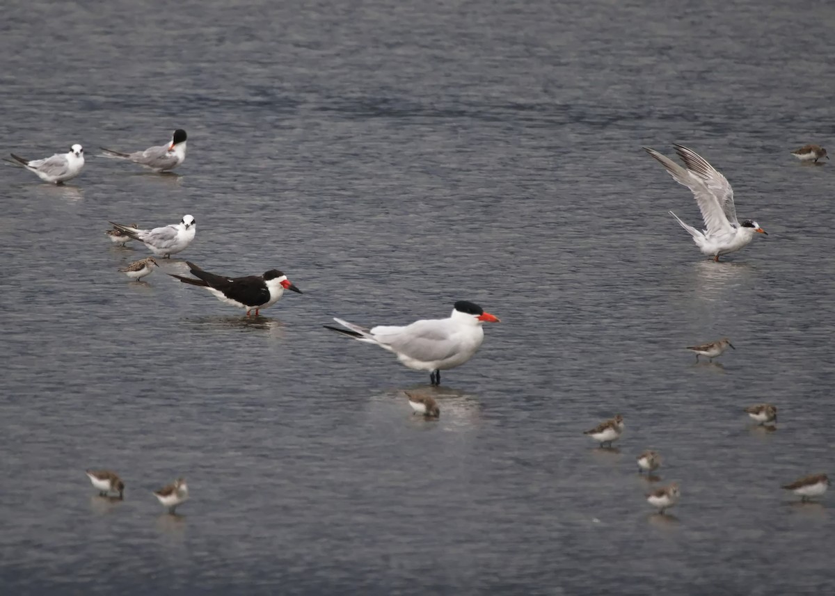 Caspian Tern - ML590064091