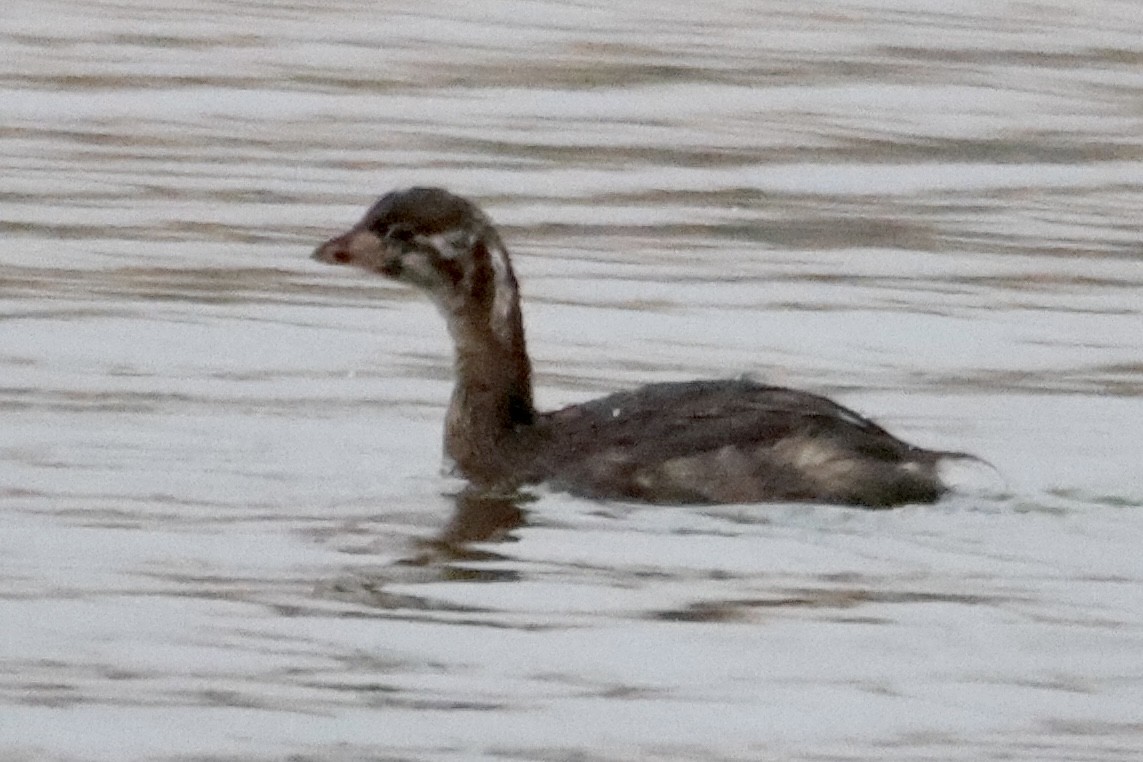 Pied-billed Grebe - Sam Larkin