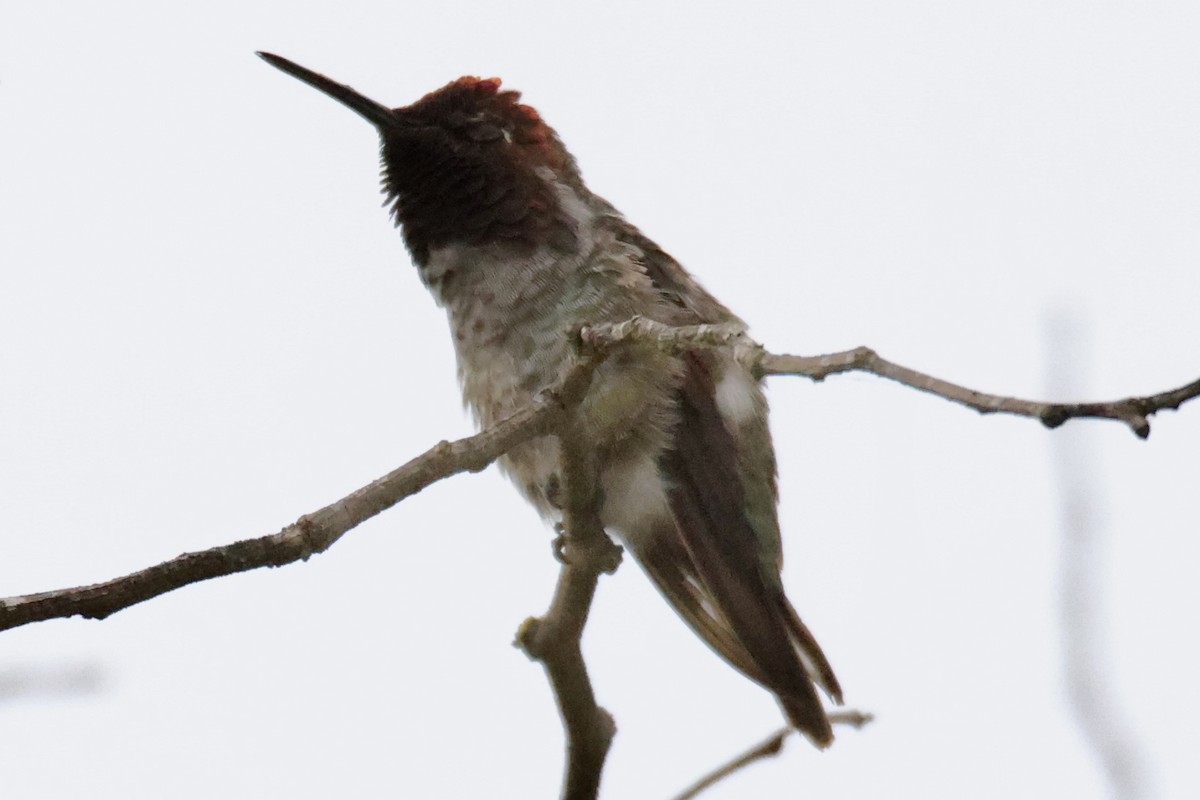 Anna's Hummingbird - ML590064161
