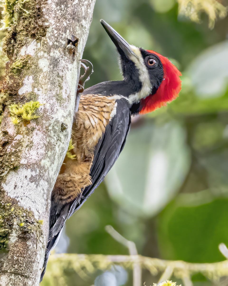 Powerful Woodpecker - Steven Lasley
