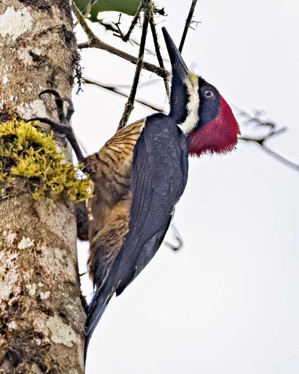 Powerful Woodpecker - ML590064321