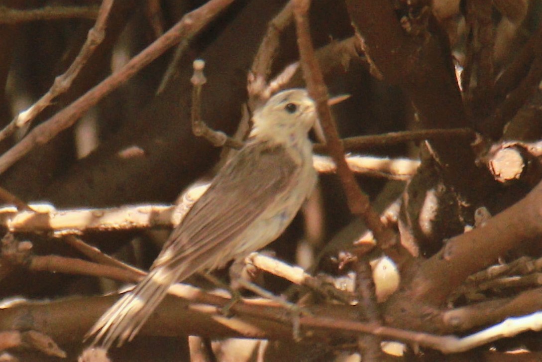 rákosník obecný (ssp. avicenniae) - ML590064511