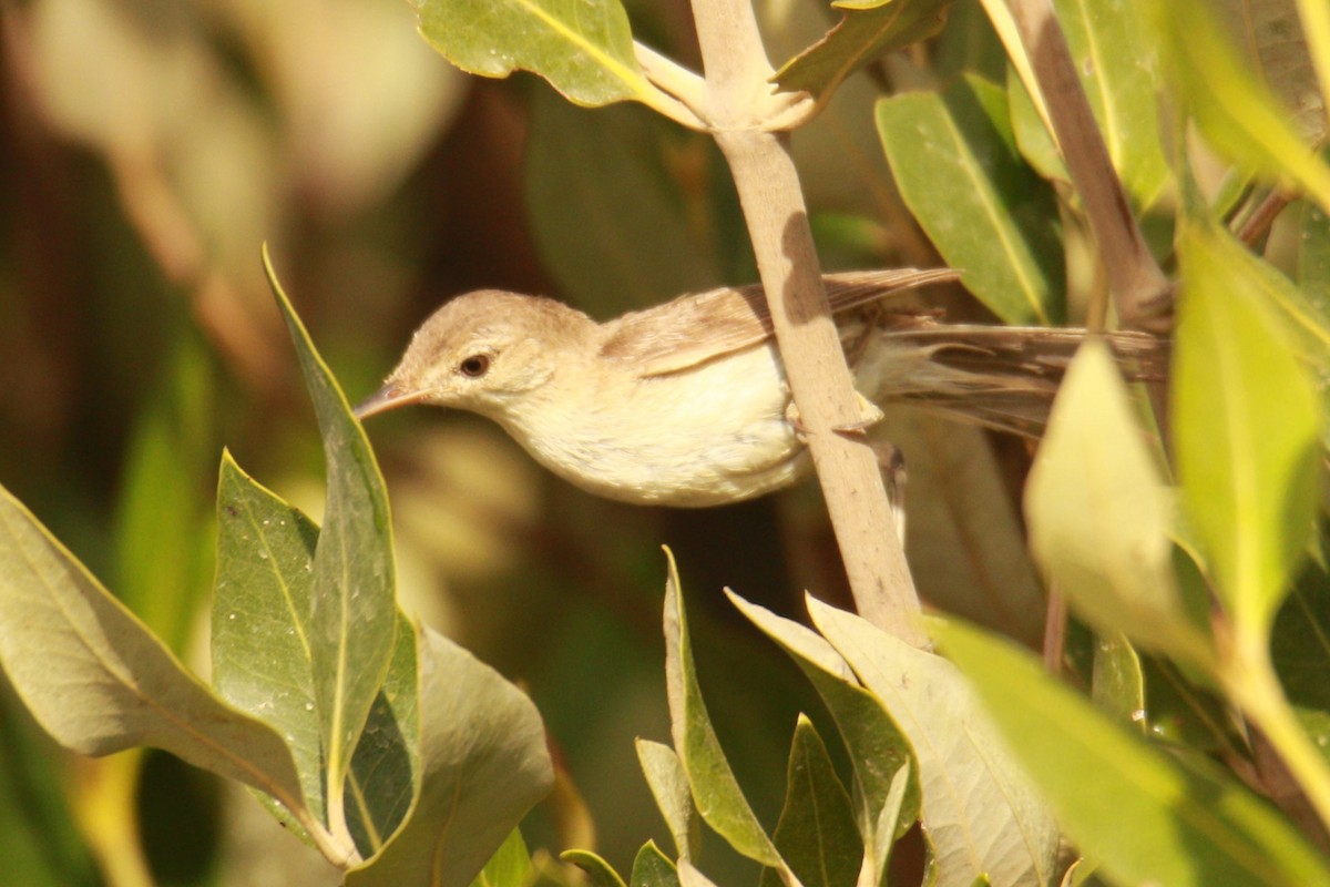 Common Reed Warbler (Mangrove) - ML590064521