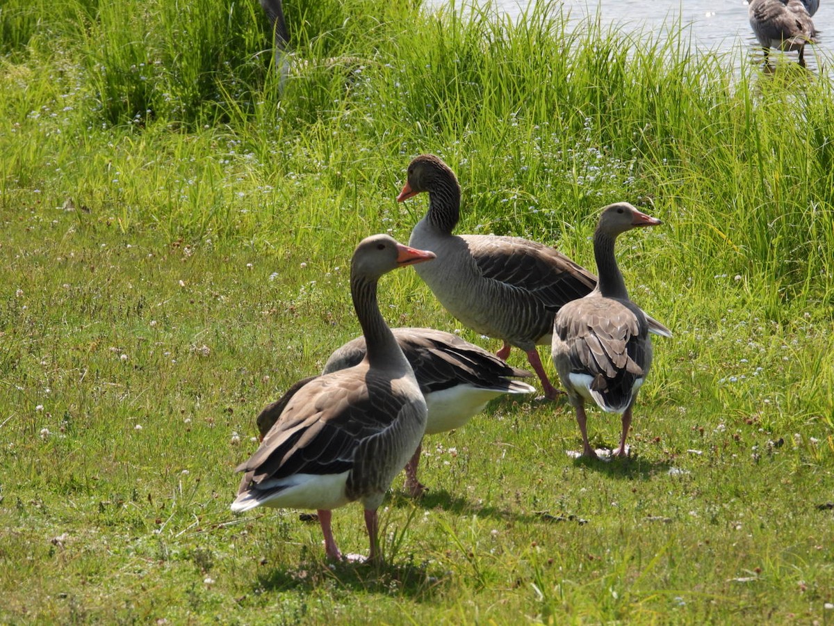 Graylag Goose - ML590064791