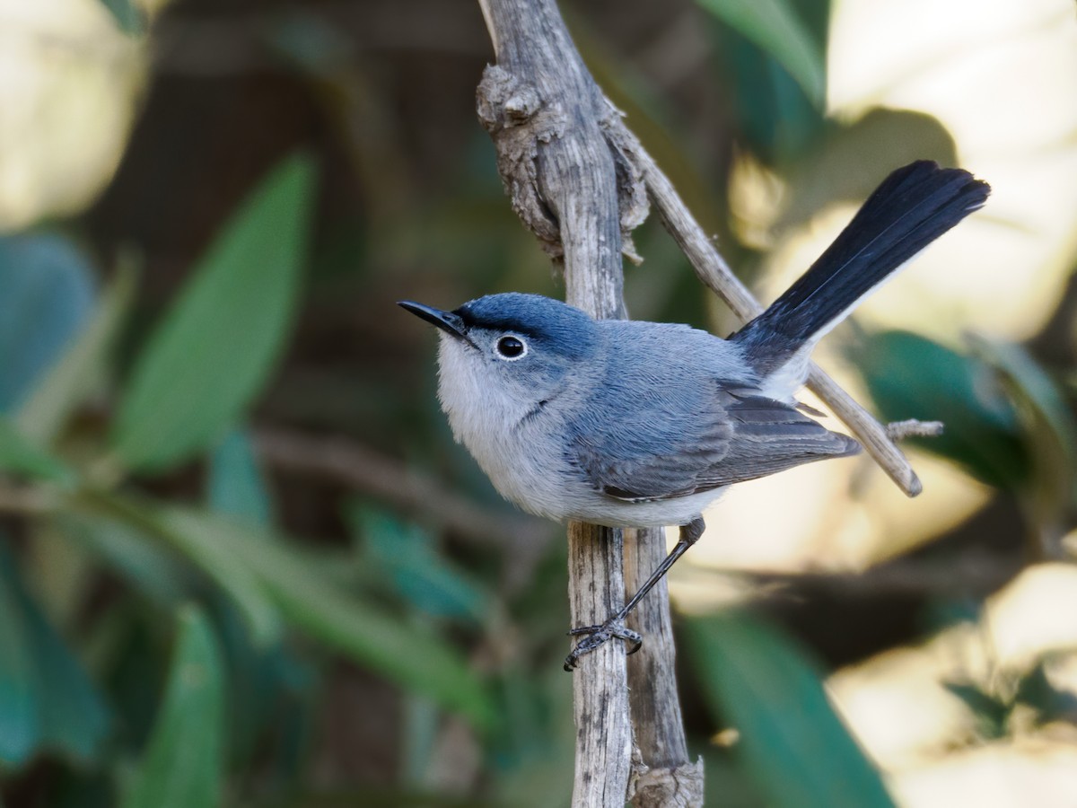 Blue-gray Gnatcatcher (obscura Group) - ML590064931