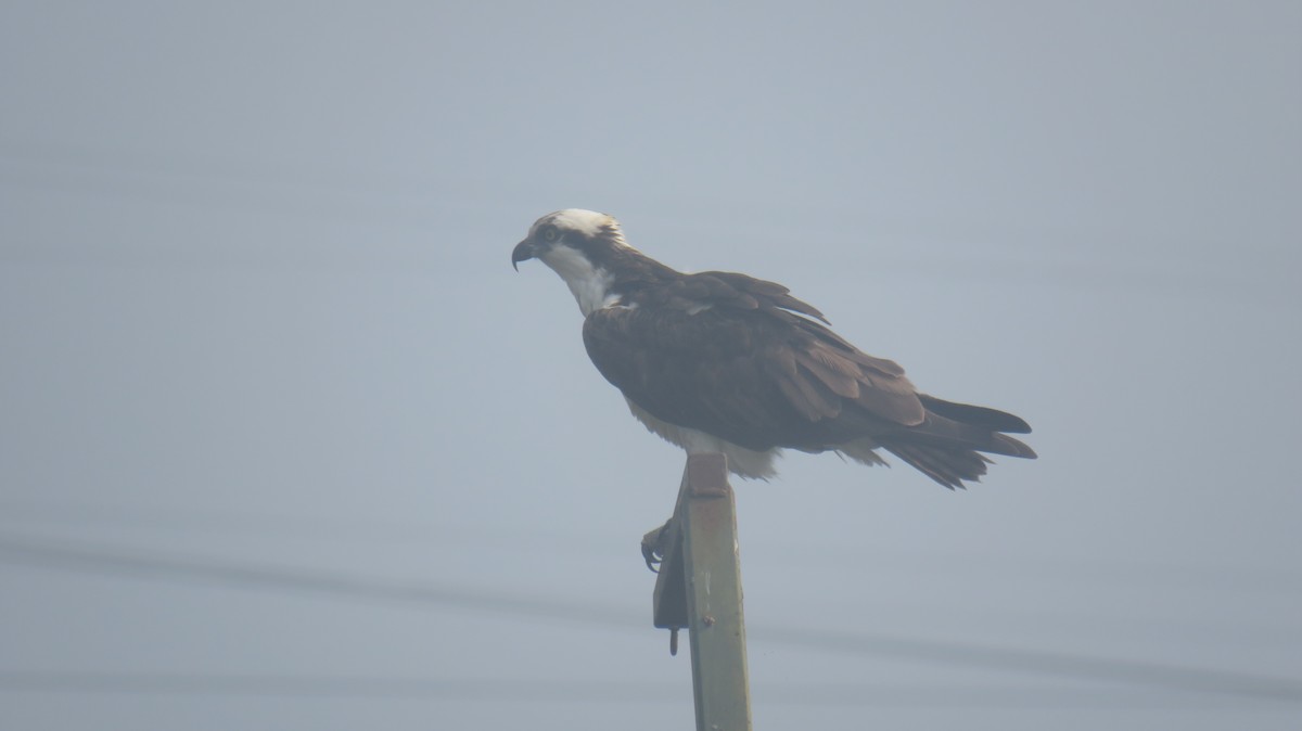 Osprey - ML590065471