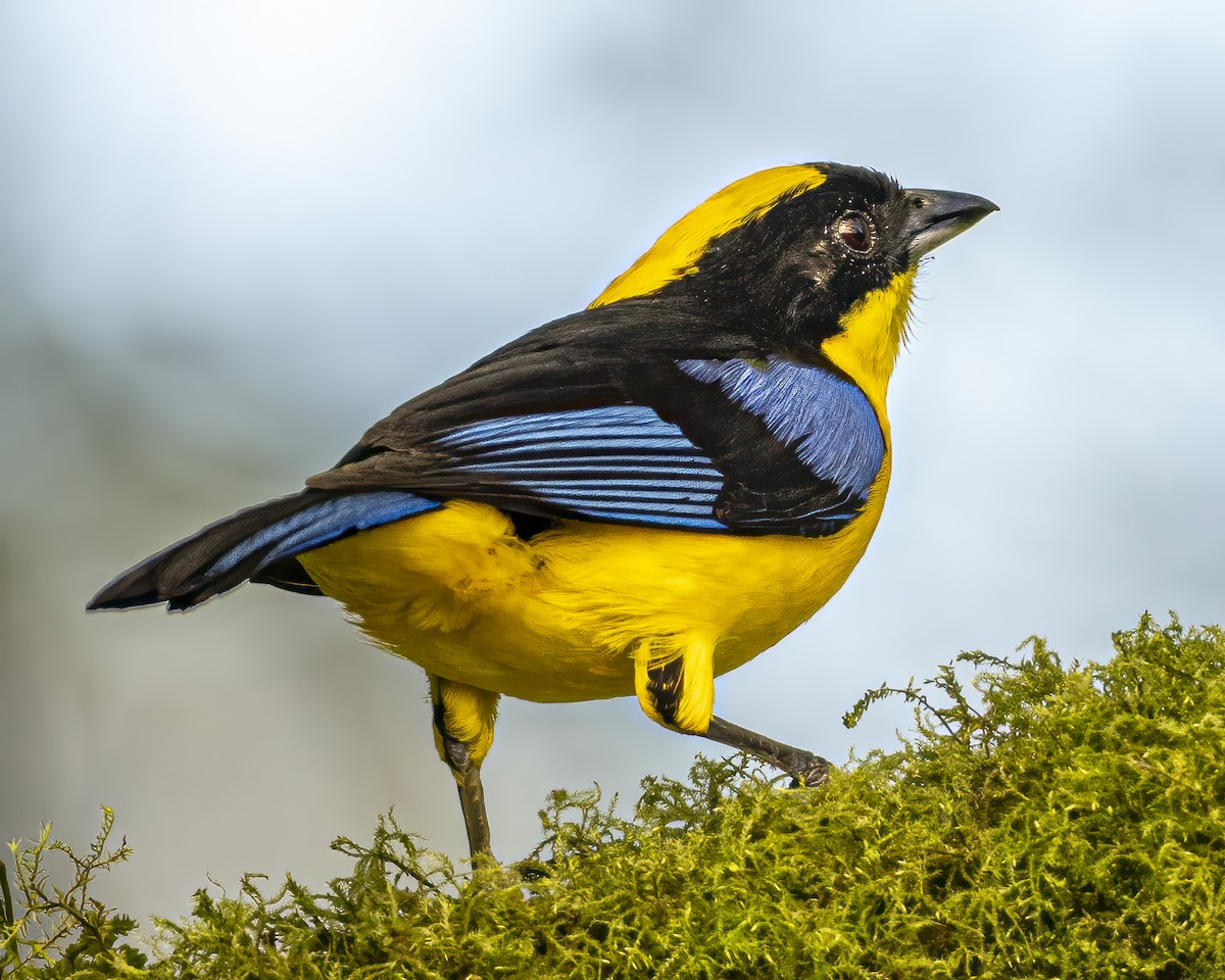 Blue-winged Mountain Tanager - ML590065721