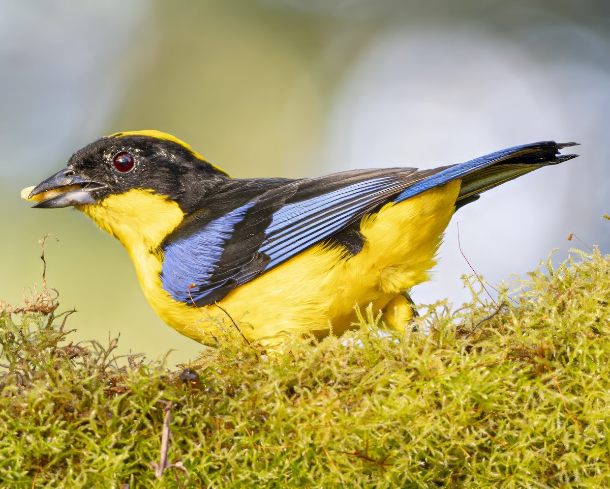 Blue-winged Mountain Tanager - ML590066151