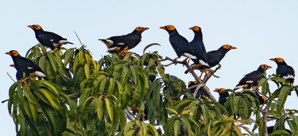 Yellow-faced Myna - ML590067291