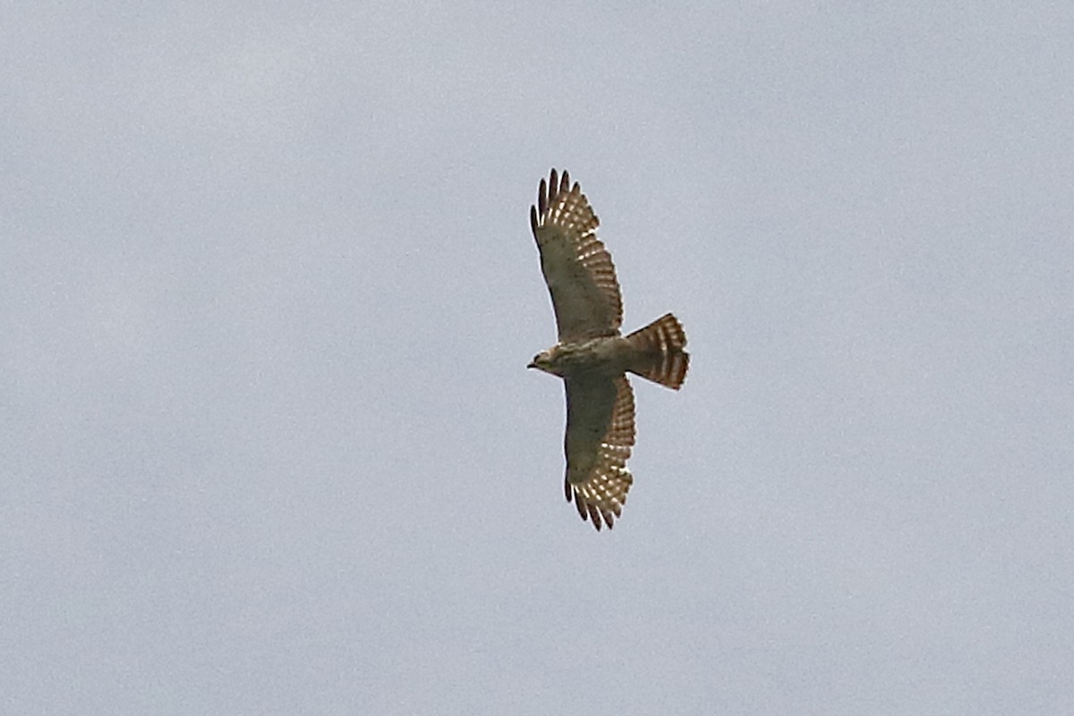 Red-shouldered Hawk (lineatus Group) - ML590068861