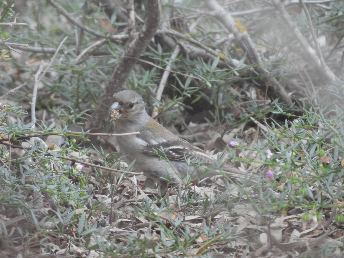 African Chaffinch (Tunisian) - ML590070791