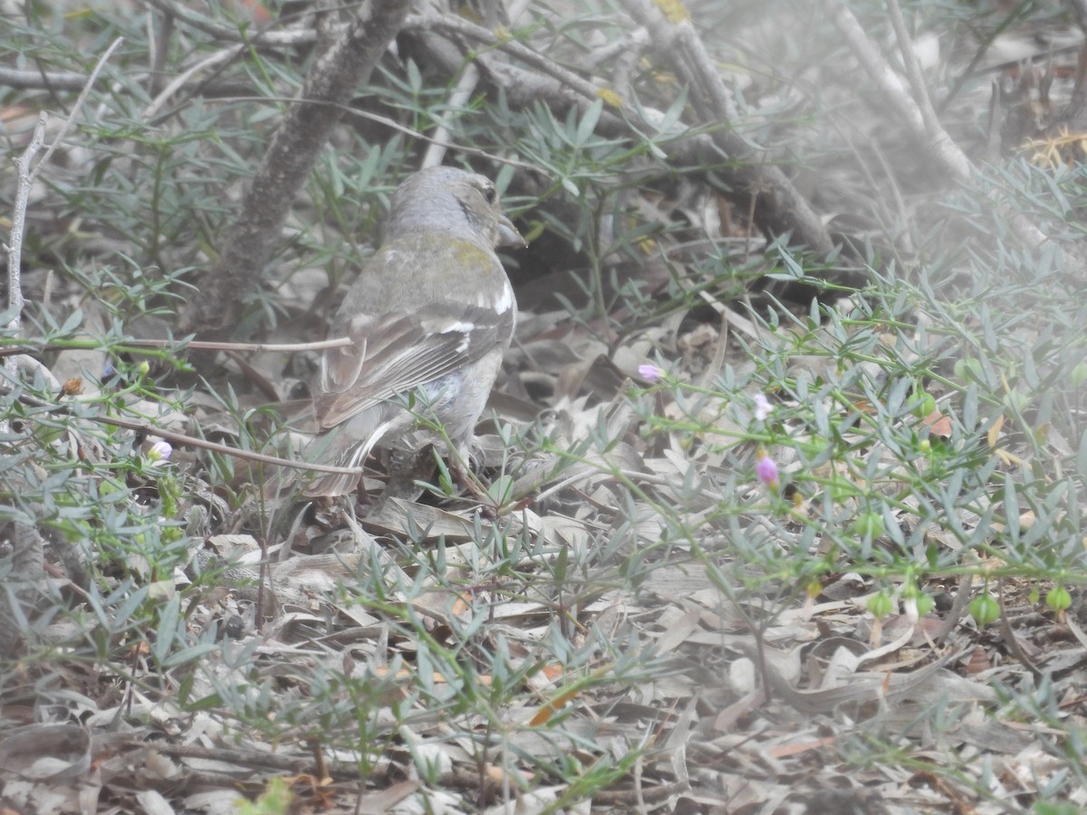 African Chaffinch (Tunisian) - ML590070801