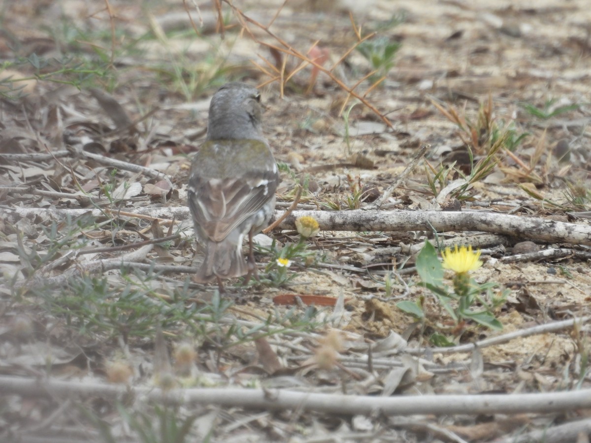 African Chaffinch (Tunisian) - ML590070811